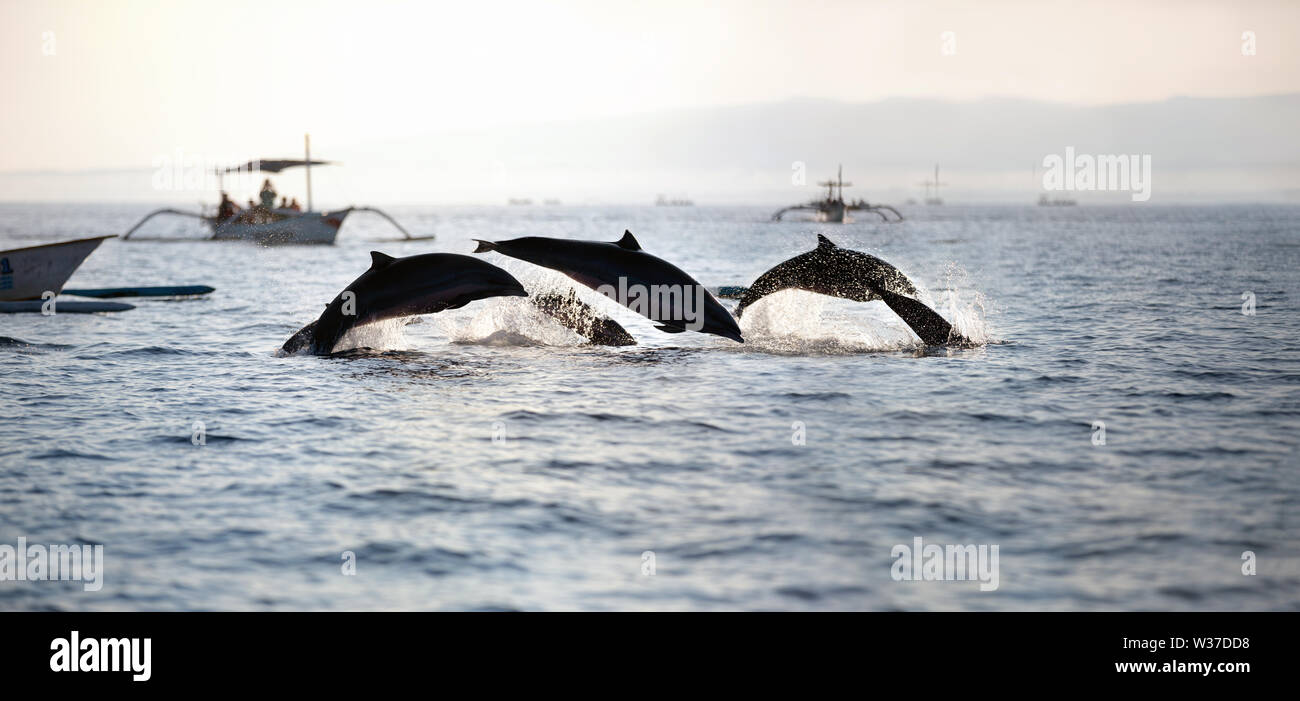 Gruppe von vergnügt Delfine zusammen schwimmen Stockfoto