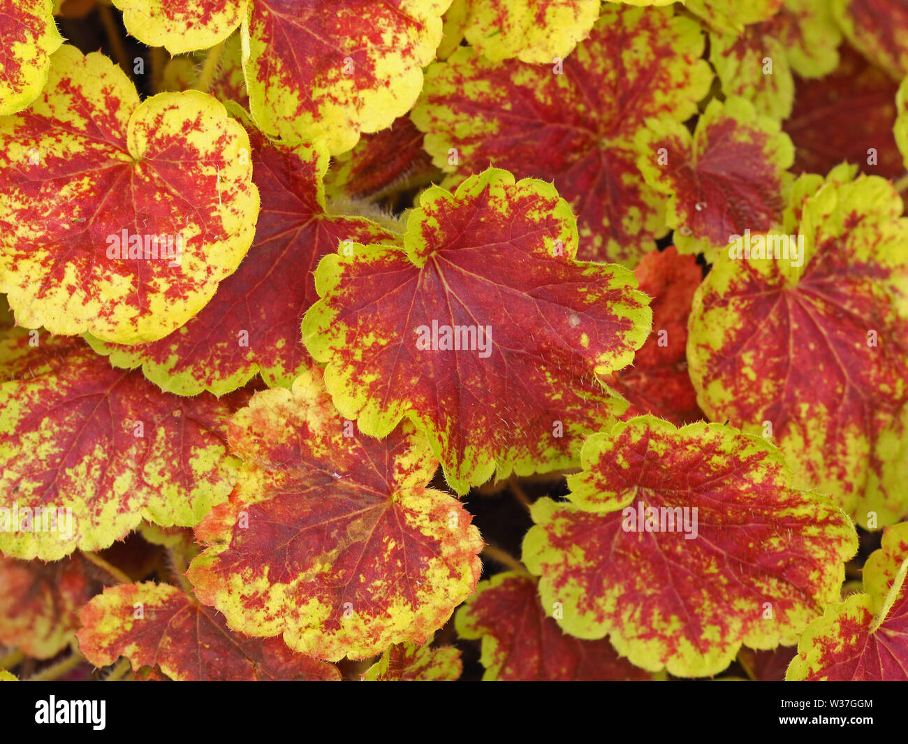 Bunte bunte Heucherella Blätter in einem Garten von oben gesehen Stockfoto