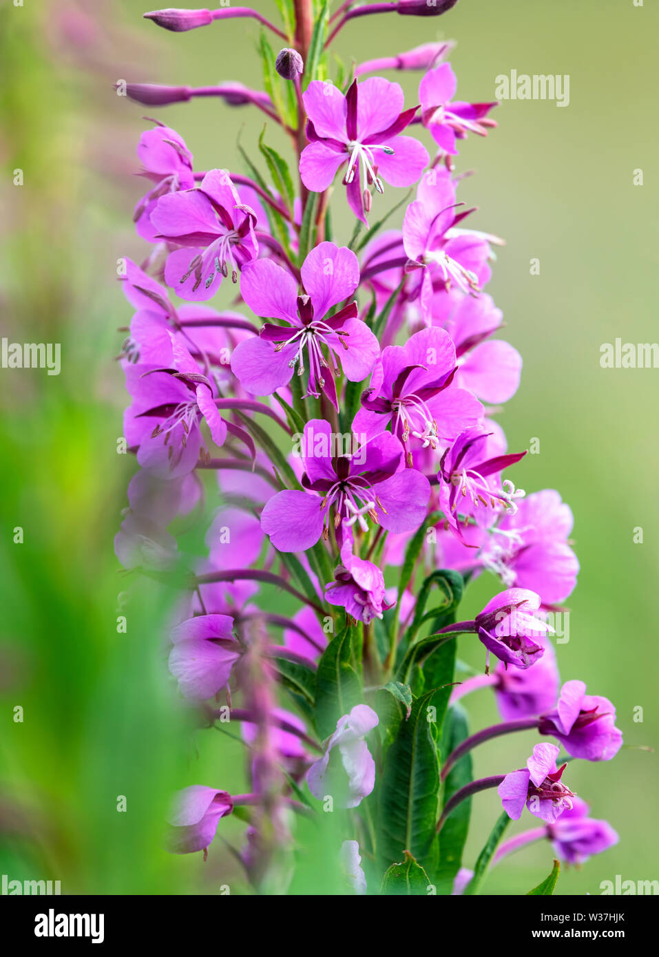 Blume Spike von Rosebay Chamaenerion Weidenröschen (Angustifolium), auch bekannt als FIREWEED wie es allgemein Blüht nach einem Brand Stockfoto