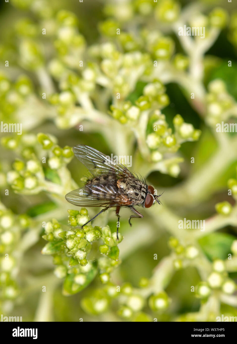 Haus fliegen auf einer Blume Leiter der Limelight Hortensie Stockfoto