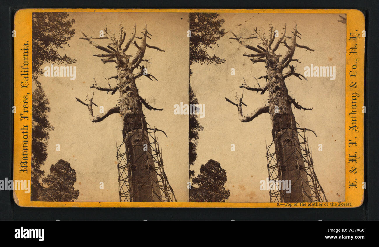 Oberseite der Mutter des Waldes, durch die E&HT Anthony (Hart) Stockfoto