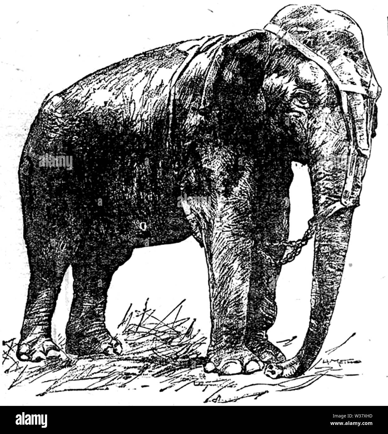 Topsy der Elefant Stockfoto