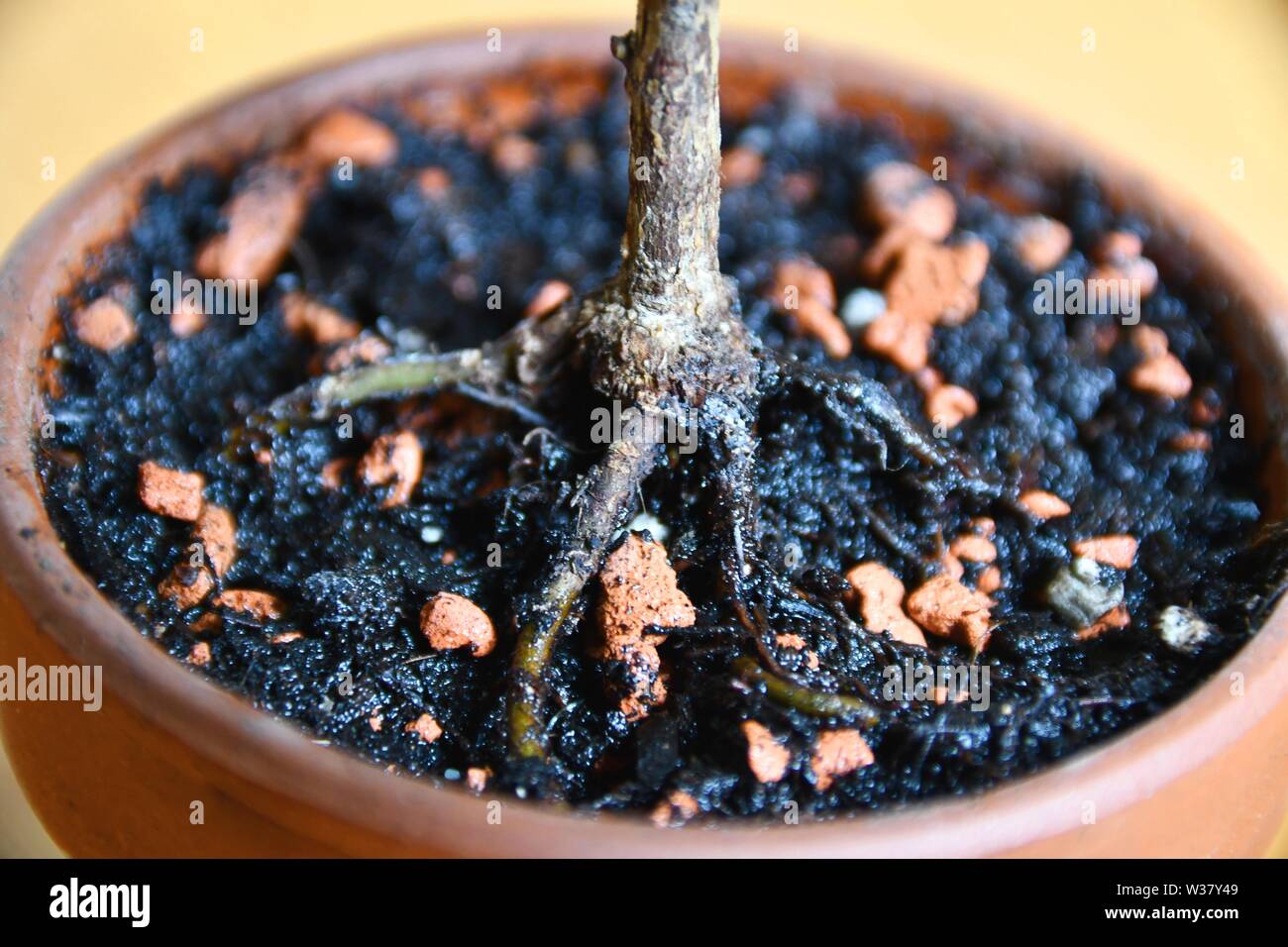 Nebari Wurzeln auf einem Ficus Ginseng BONSAI aus einem Schnittprofil gewachsen Stockfoto