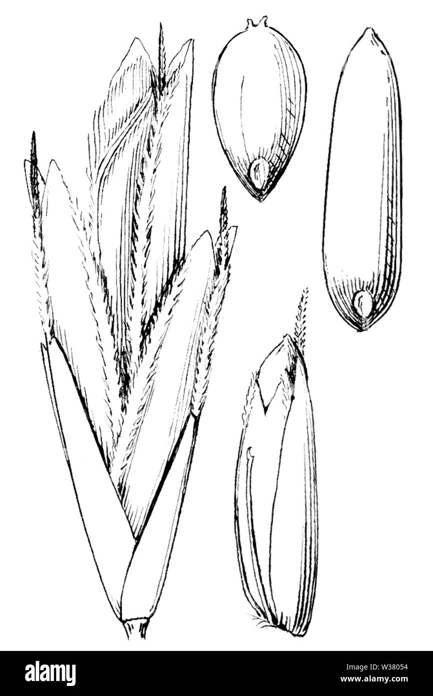 Triplasis purpurea HC-1918 Stockfoto