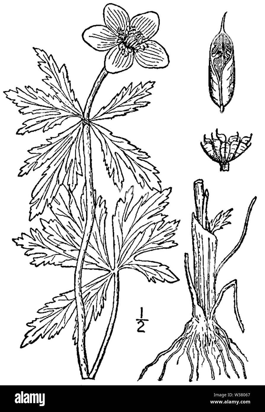 Trollius laxus BB 1946-1974 Stockfoto