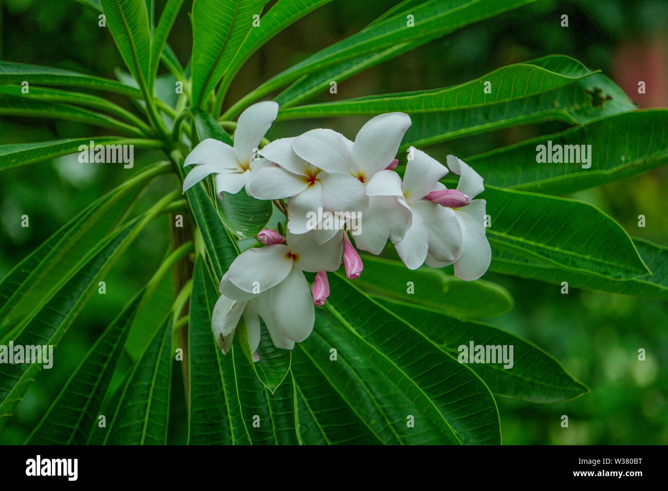 Wunderschöne HD-weiße Blume Bild sauber Grüner Hintergrund Stockfoto