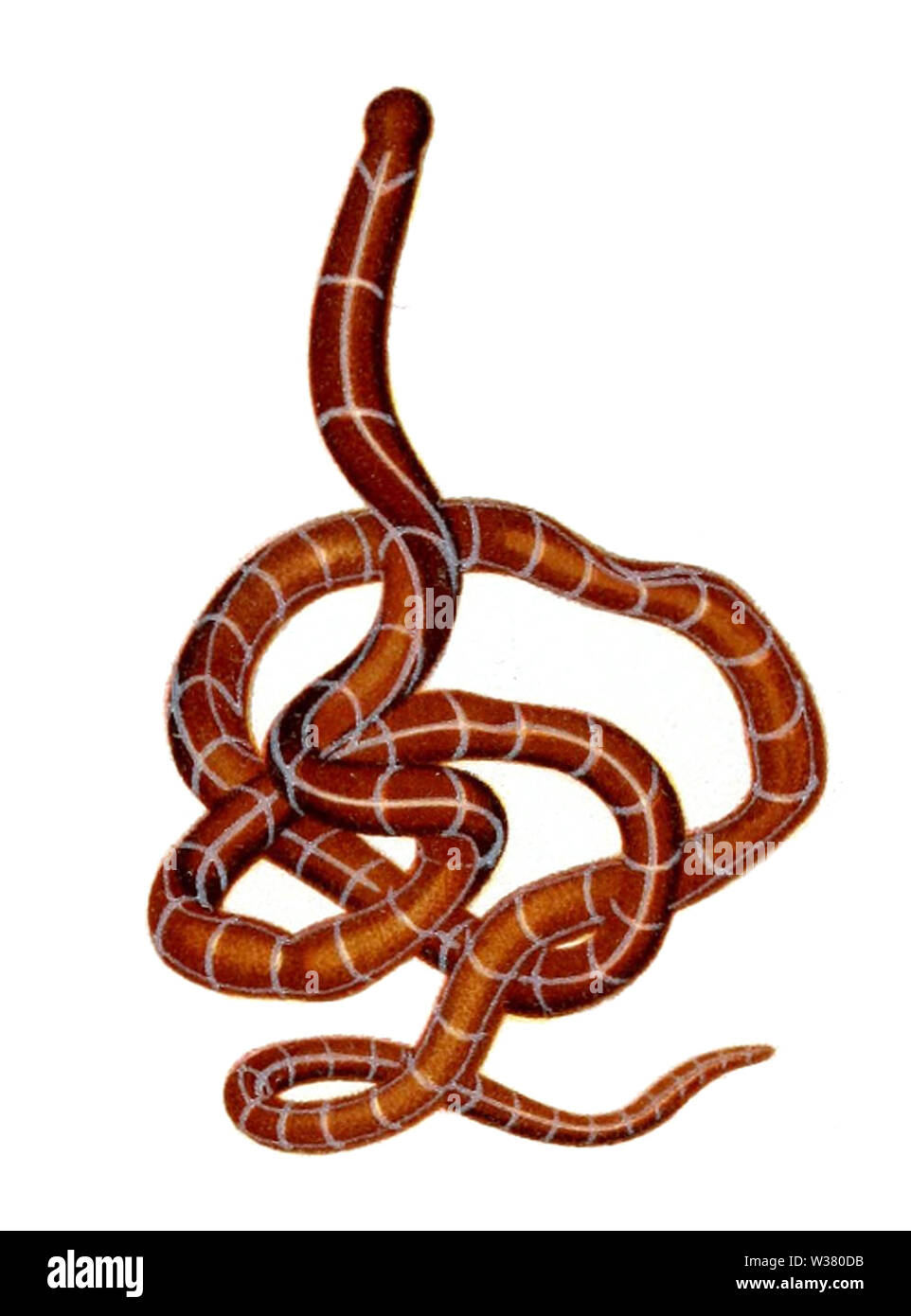 Tubulanus capistratus Stockfoto