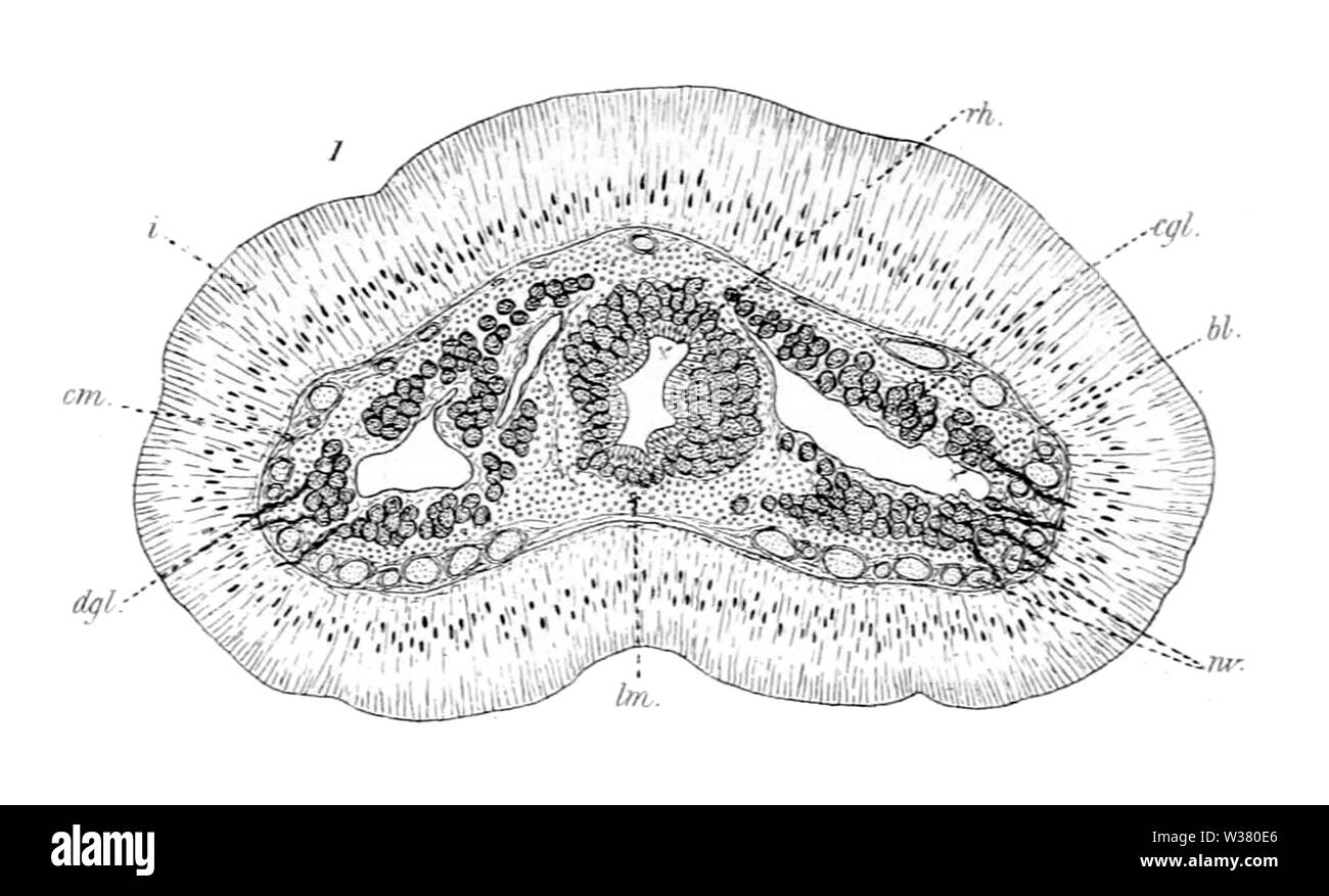 Tubulanus polymorphus, querliegende Abschnitt vor der Gehirnregion (von Coe, 1901) Stockfoto
