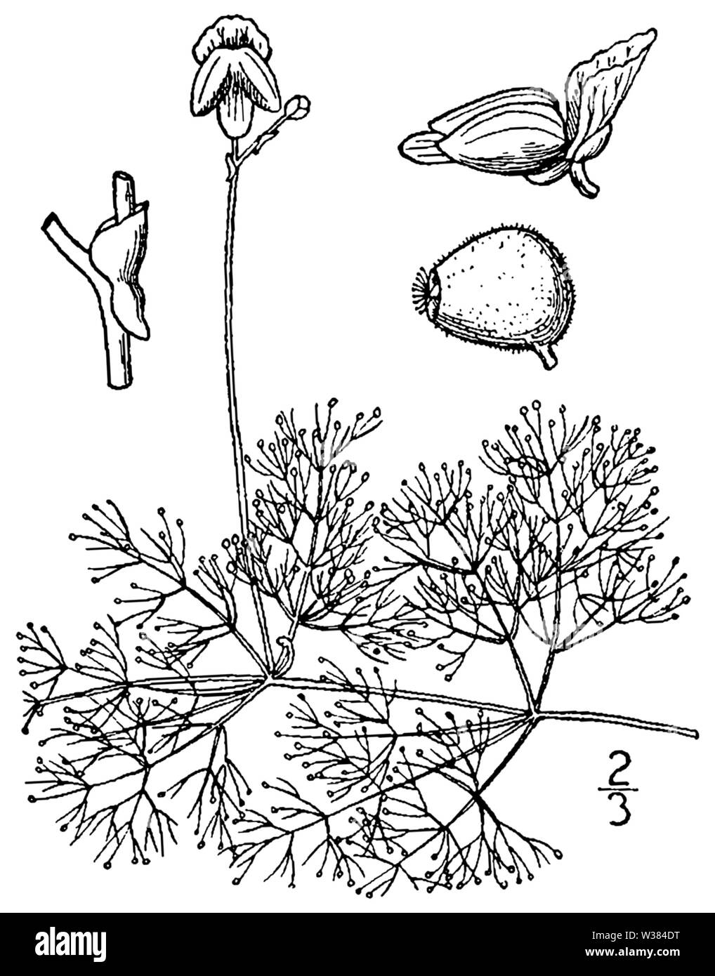 Utricularia purpurea BB 1946-1974 Stockfoto
