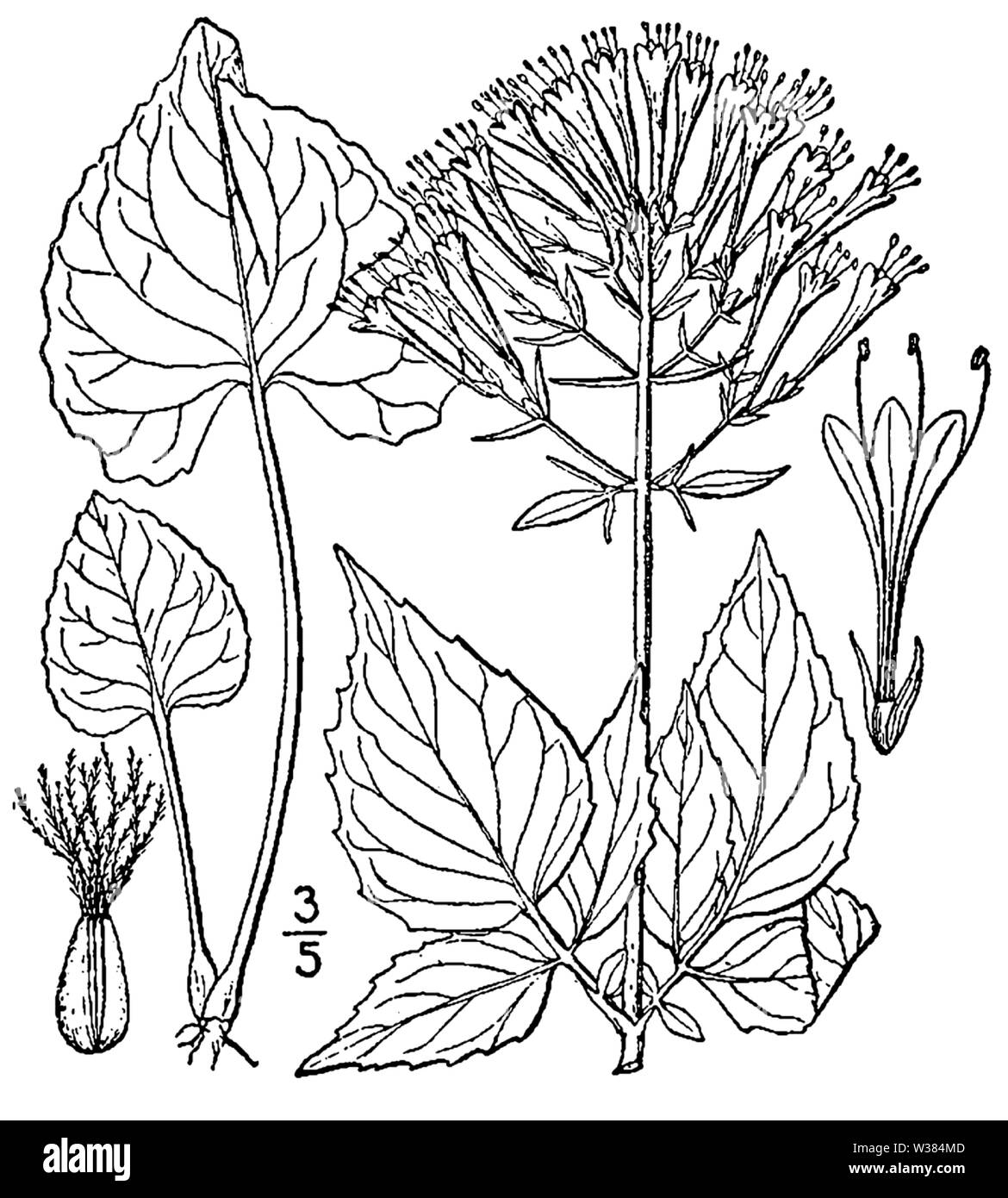 Botanische Illustration von Baldrian pauciflora von 1913. Stockfoto