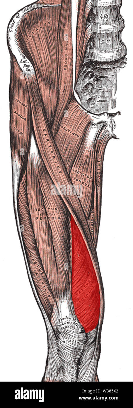 M. vastus medialis Muskel Stockfoto