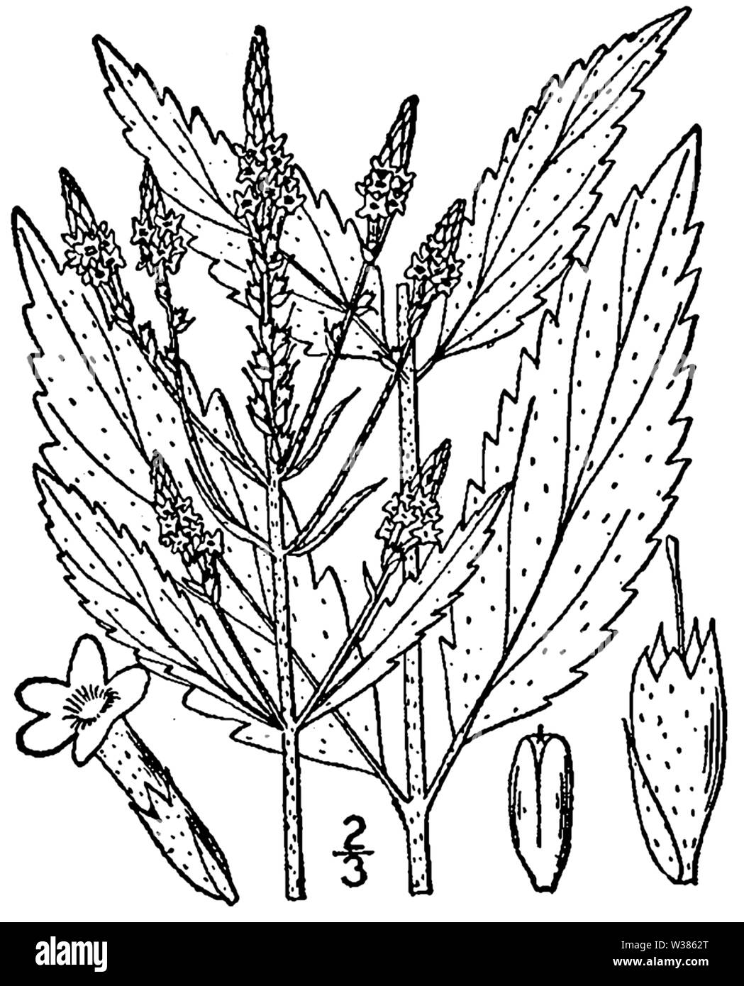 Botanische Illustration von Verbena hastata aus dem Jahre 1913. Stockfoto