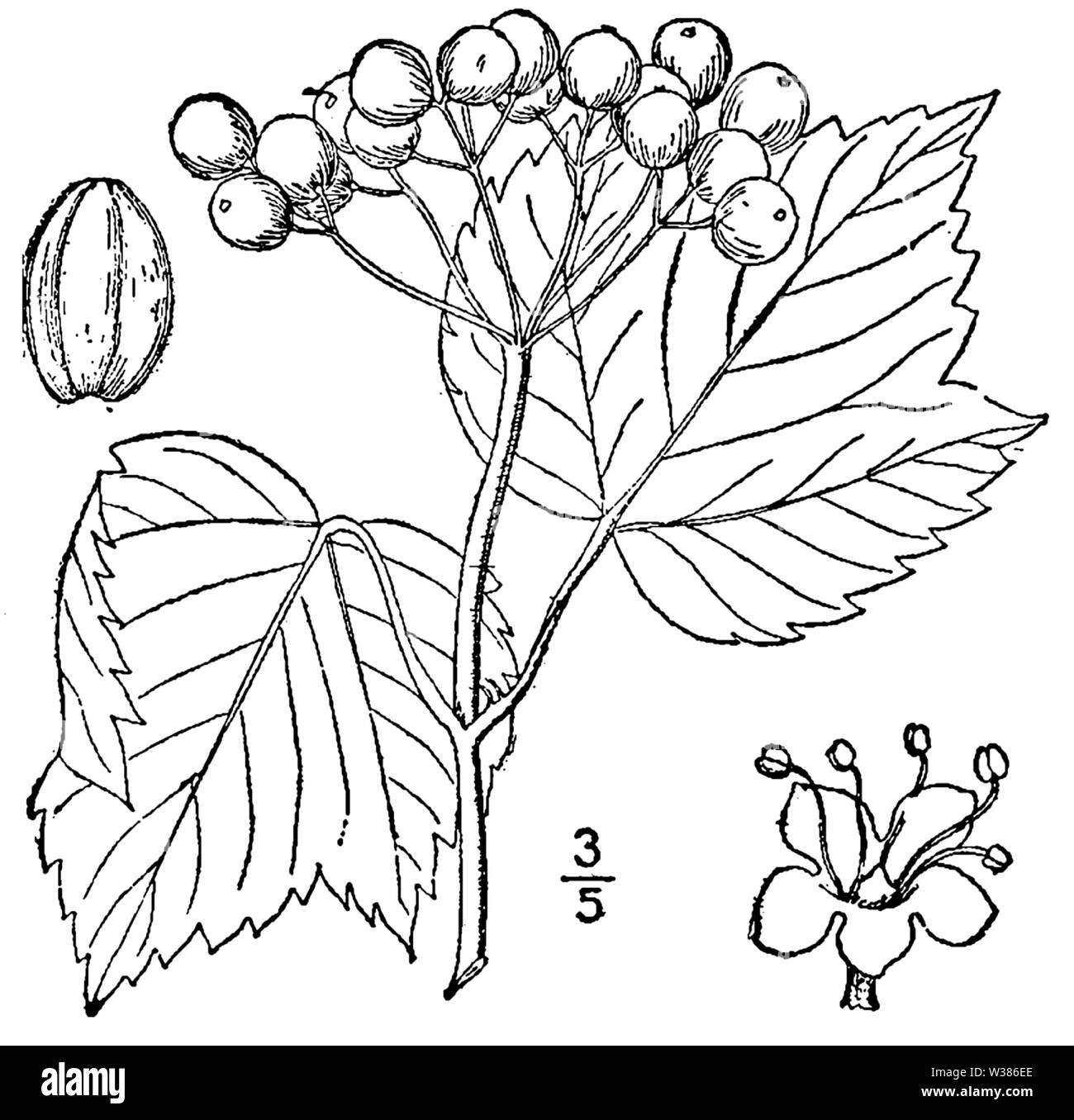 Botanische Illustration der Viburnum acerifolium aus dem Jahre 1913. Stockfoto