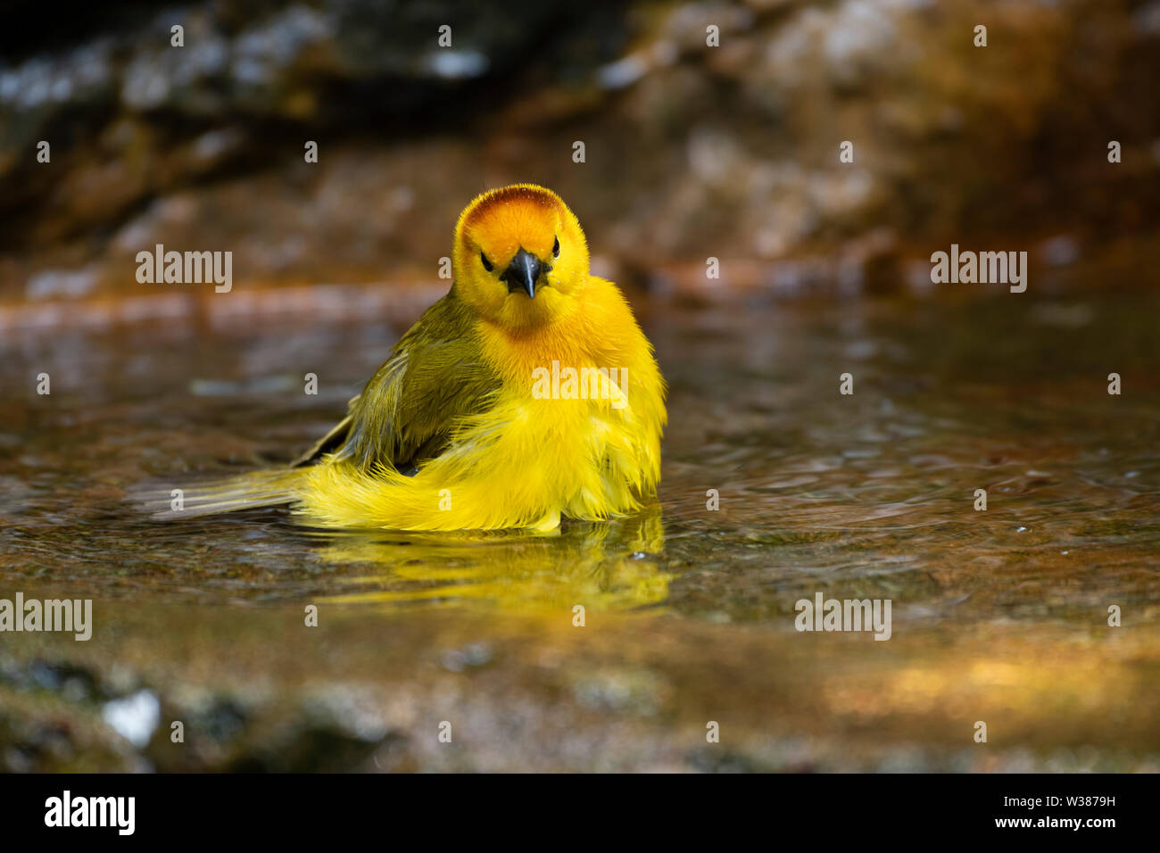 Singapur Jurong Vogel Park. Taveta Golden Weaver (Ploceus castaneiceps) im Pool baden. Native nach Afrika im Kanya und Tansania. Stockfoto