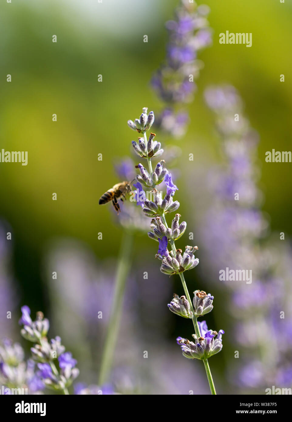 Lavendel Blume und Biene, schöne duftende Blumen und natürlicher Honig Stockfoto