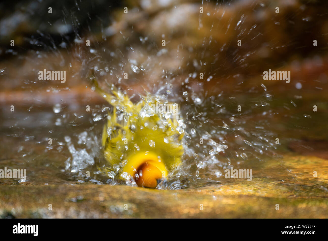 Singapur Jurong Vogel Park. Taveta Golden Weaver (Ploceus castaneiceps) im Pool baden. Native nach Afrika im Kanya und Tansania. Stockfoto