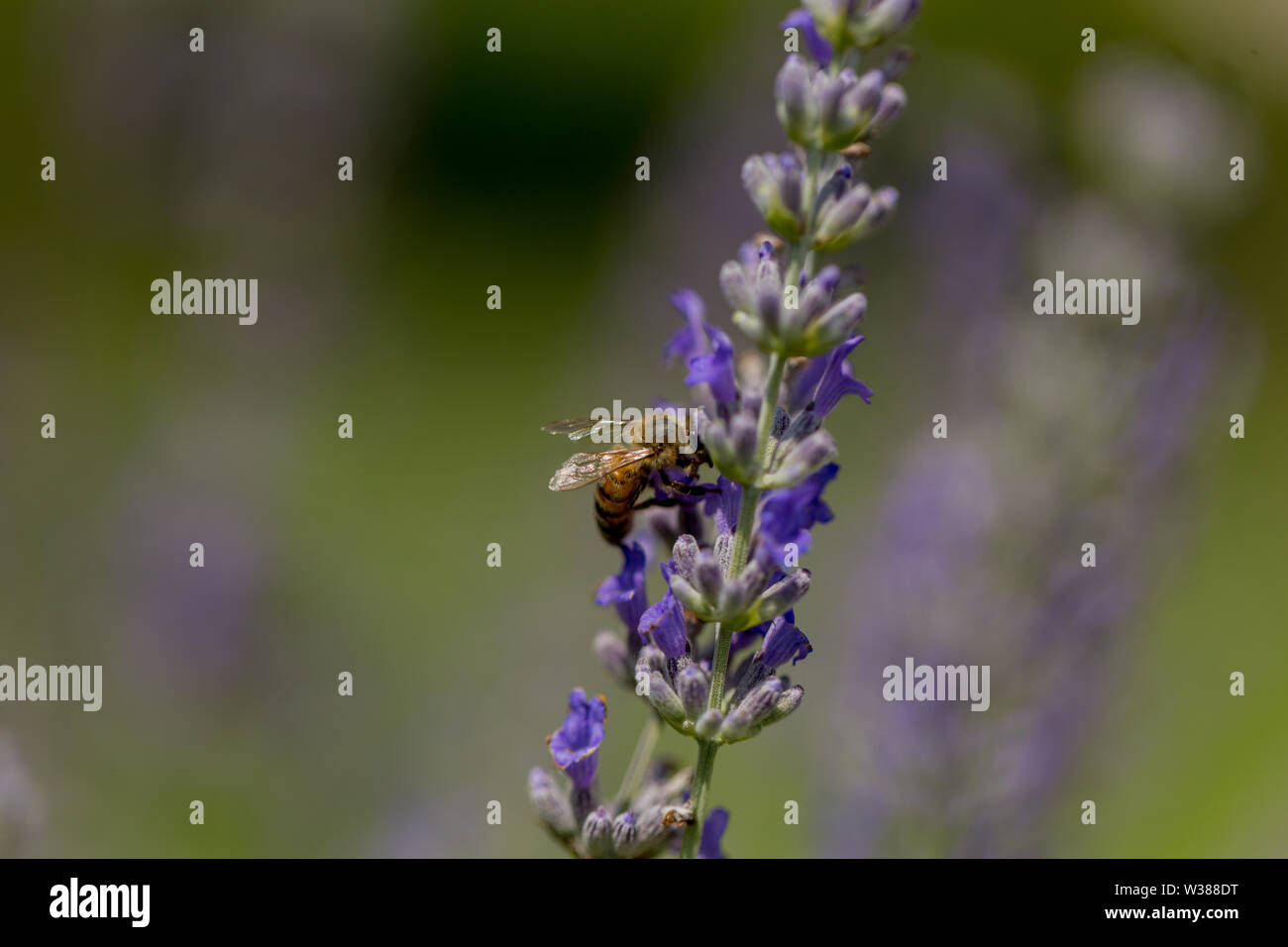 Lavendel Blume und Biene, schöne duftende Blumen und natürlicher Honig Stockfoto
