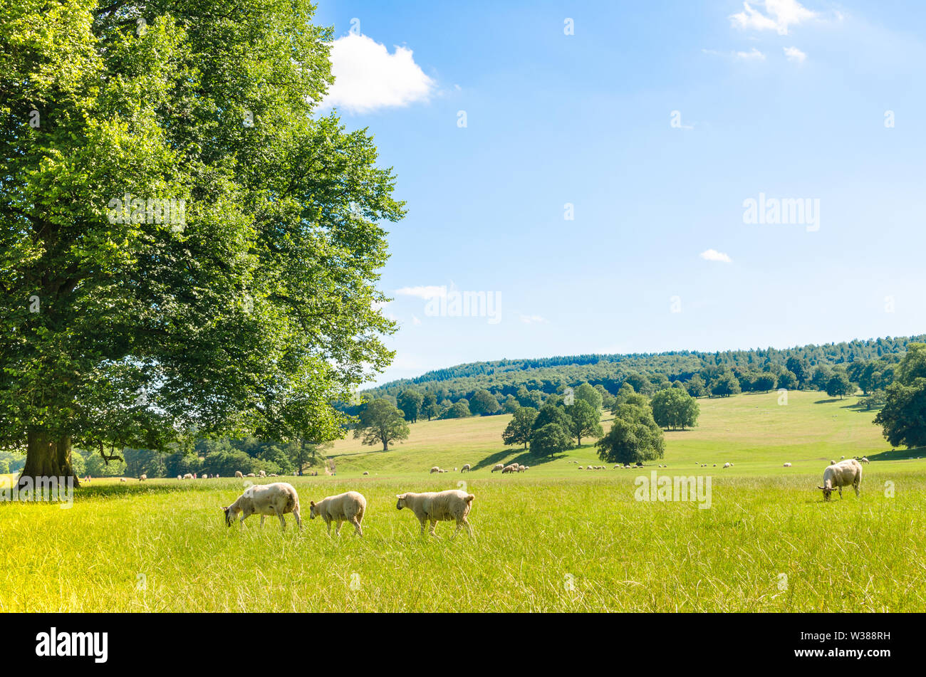 Schafe auf grünen Weiden im English Peak District, Derbyshire, Großbritannien Stockfoto