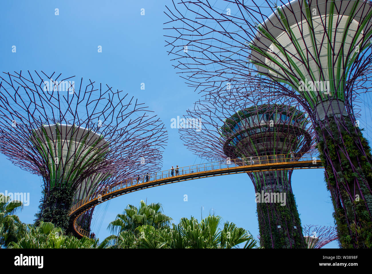 Singapur, Gärten durch die Bucht, Supertree Grove, vertikale Gärten bis zu 16 Stockwerke hoch. OCBC Skyway. Stockfoto