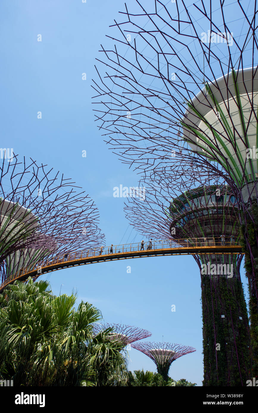 Singapur, Gärten durch die Bucht, Supertree Grove, vertikale Gärten bis zu 16 Stockwerke hoch. OCBC Skyway. Stockfoto