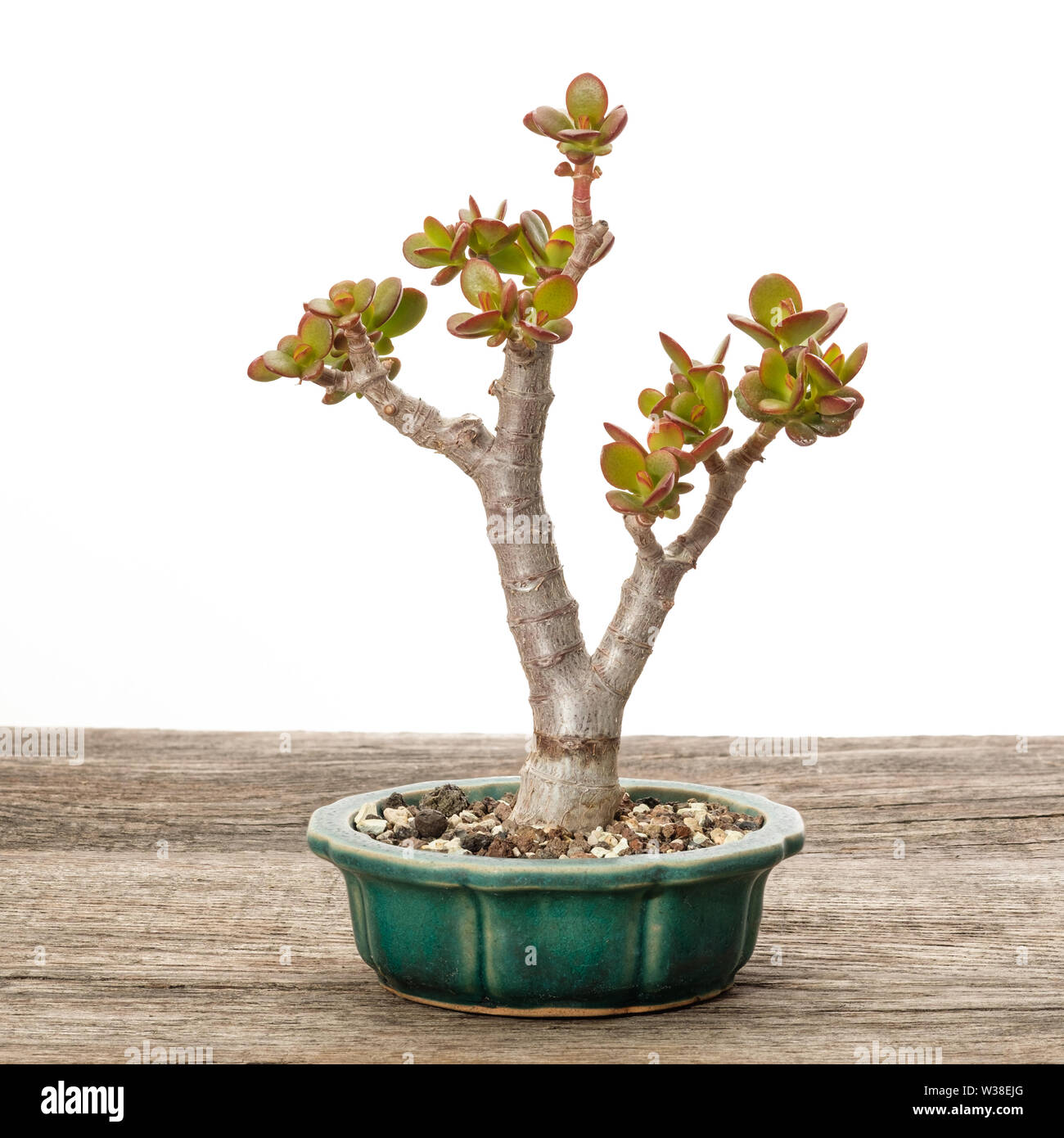Wenig Geld Bonsai Baum (crassula ovata) in einem Topf Stockfoto