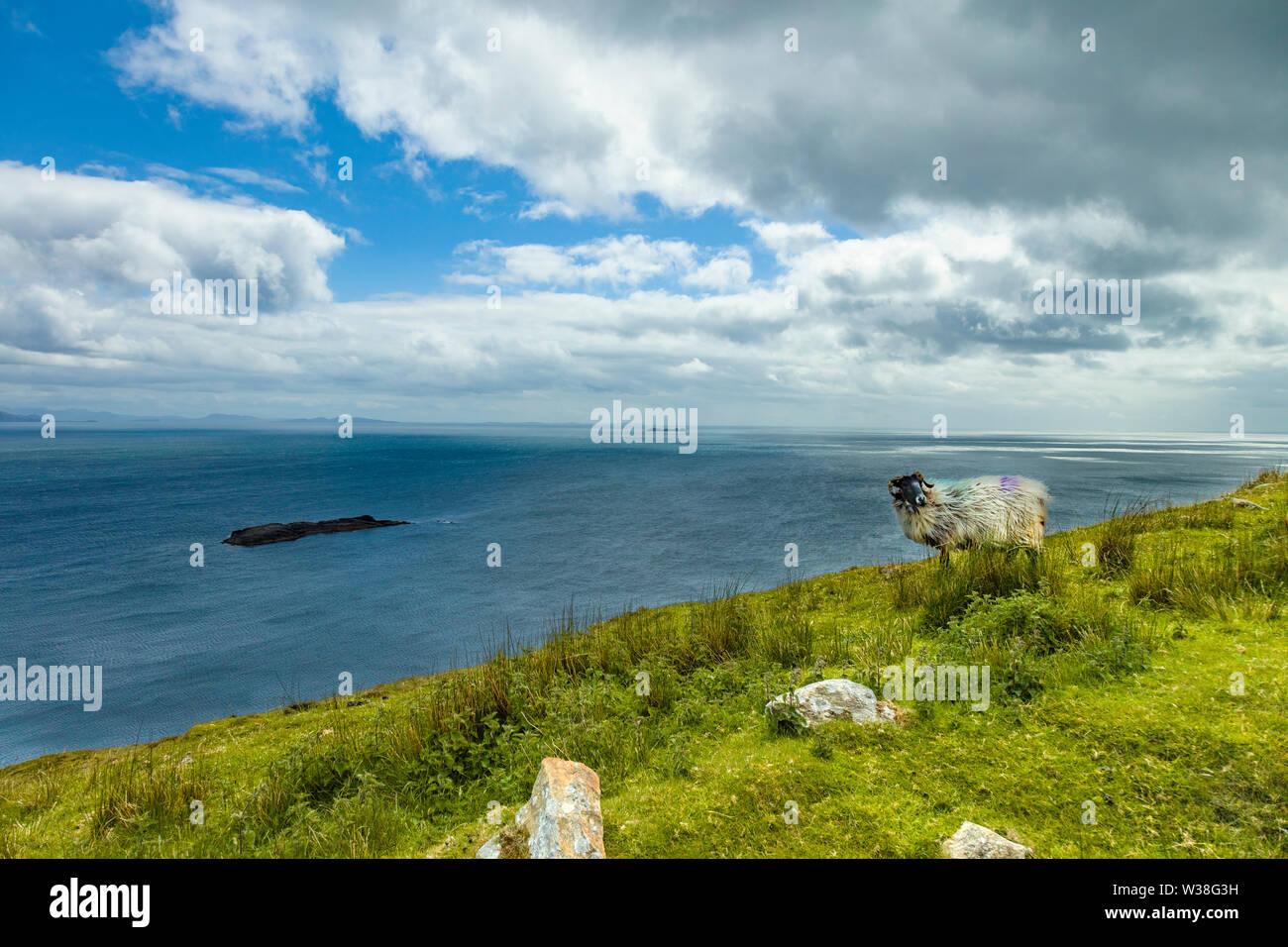 Schafe auf Klippe des Atlantik auf den wilden Atlantik Weise auf Achill Island im County Mayo Irland Stockfoto