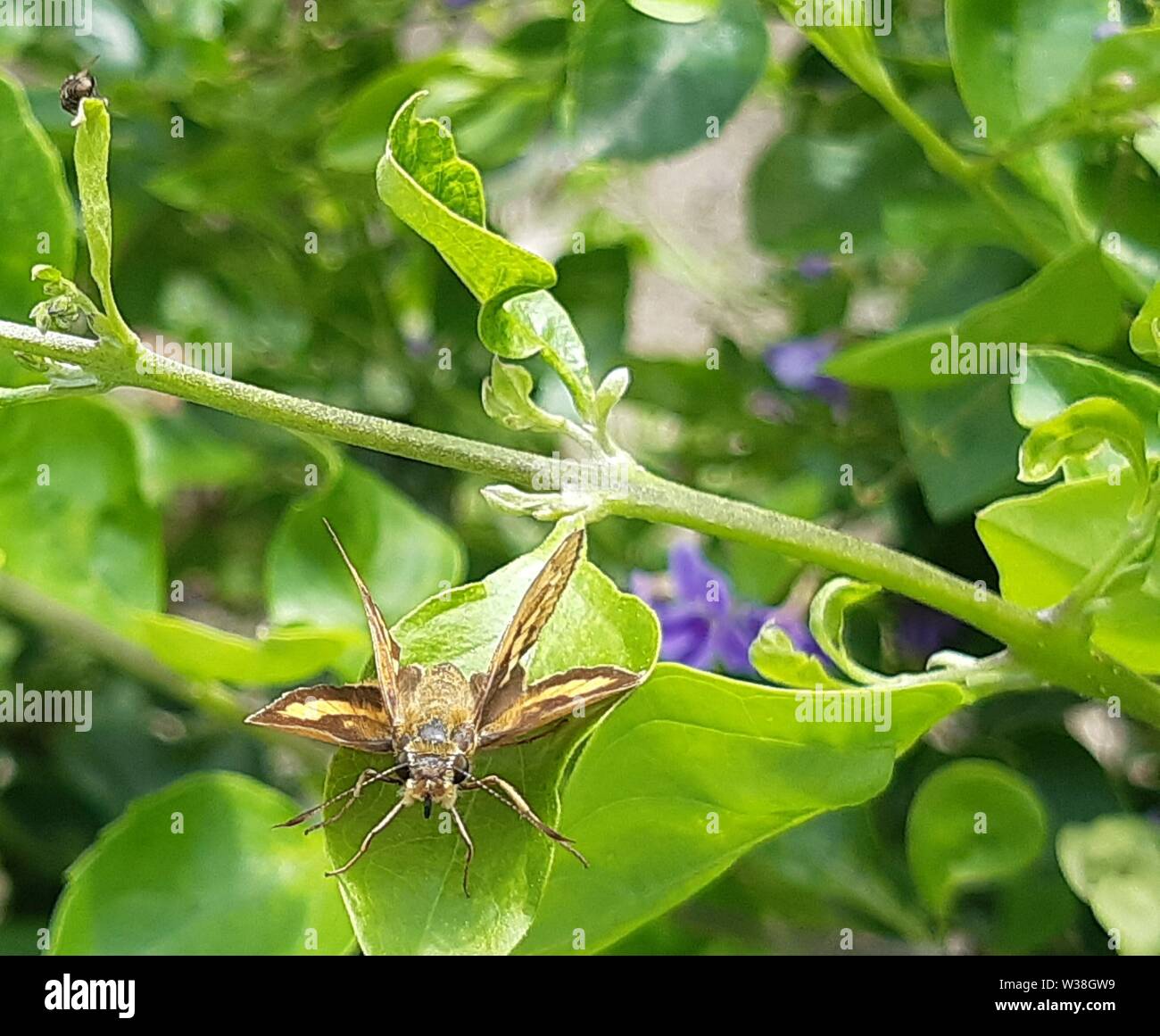 Schöner Schmetterling auf grünem Blatt Potanthus pseudomaesa, allgemein bekannt als der indische Pfeil, ist ein Schmetterling, der zur Familie Hesperiidae gehört. Stockfoto