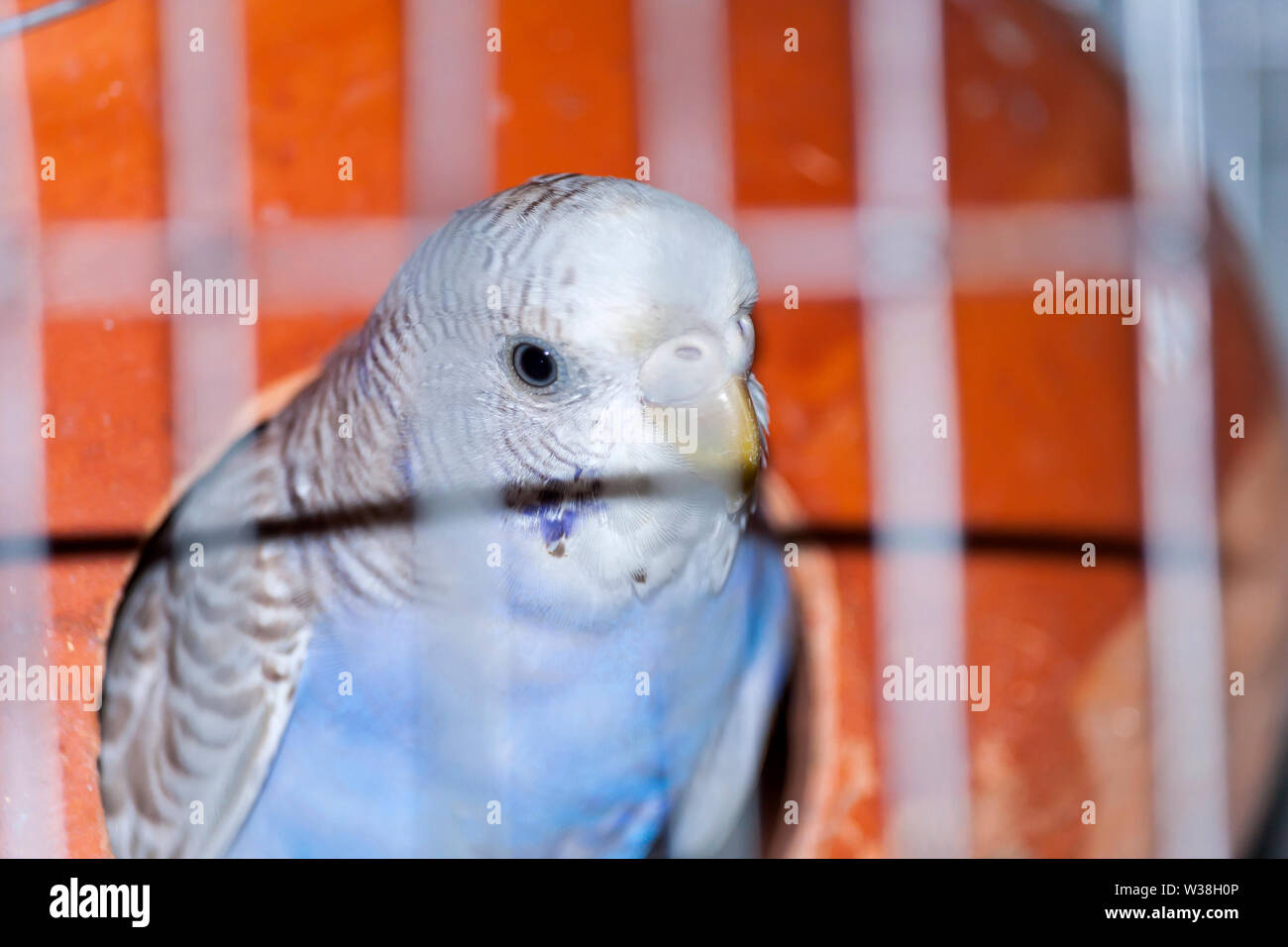 Lovebird im käfig -Fotos und -Bildmaterial in hoher Auflösung – Alamy