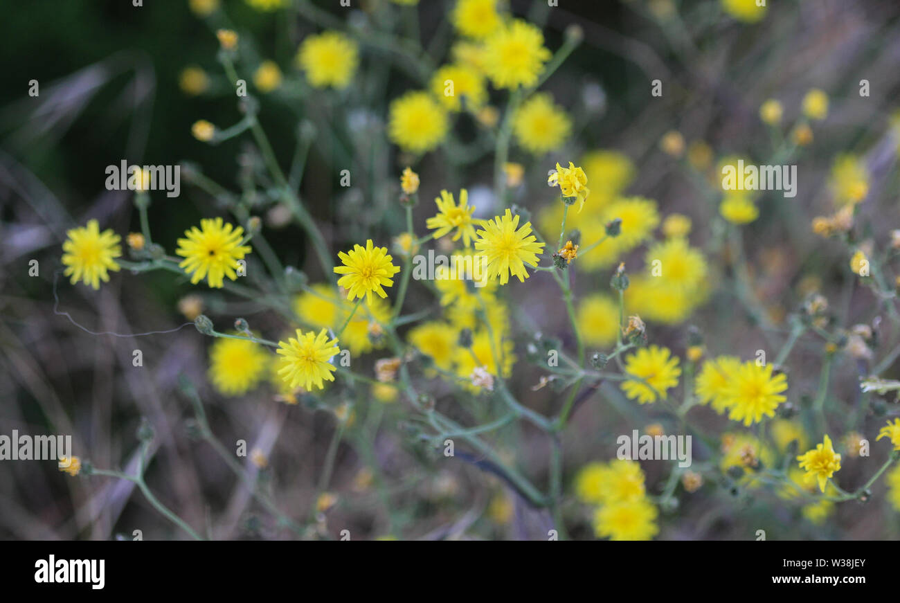 Nahaufnahme der glatten hawksbeard, Crepis capillaris, blühen im Sommer Stockfoto