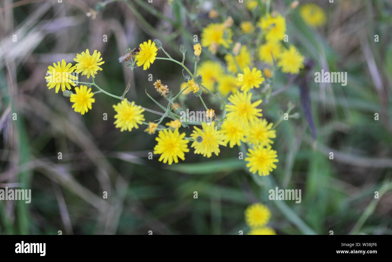 Nahaufnahme der glatten hawksbeard, Crepis capillaris, blühen im Sommer Stockfoto