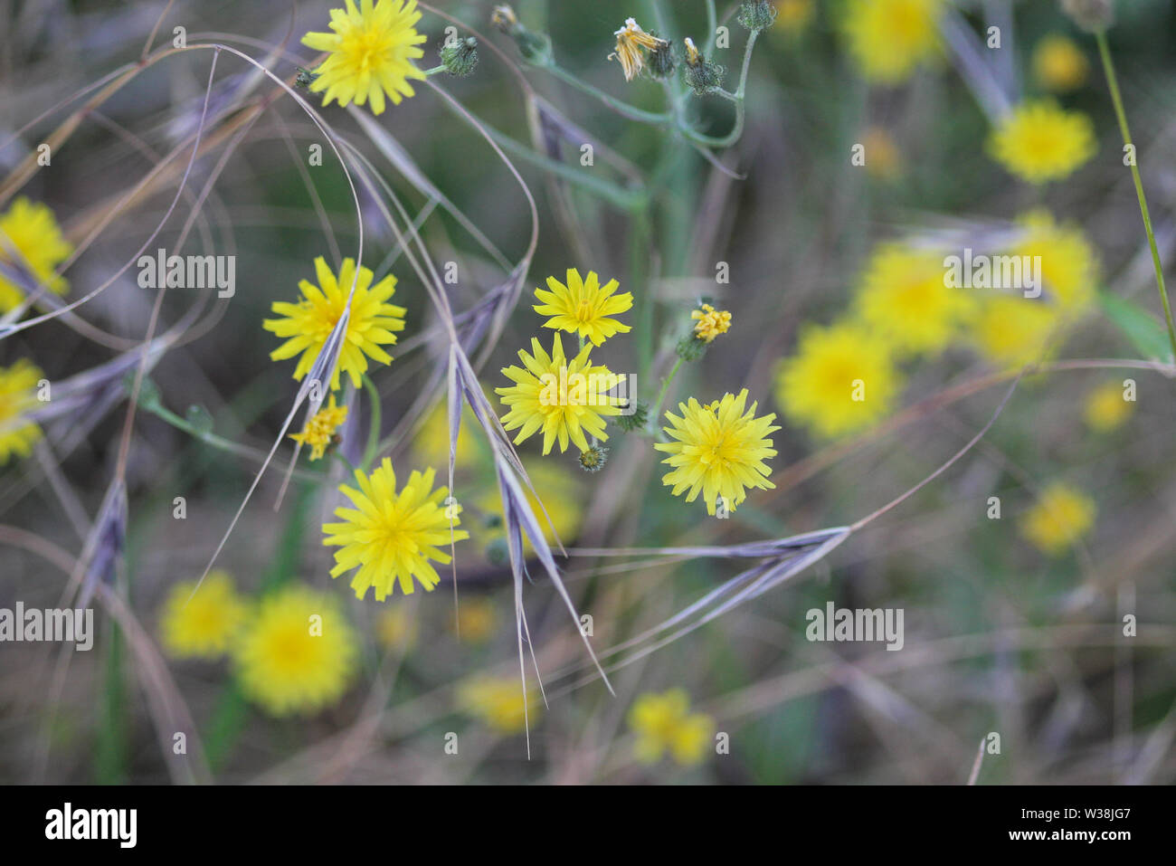 Nahaufnahme der glatten hawksbeard, Crepis capillaris, blühen im Sommer Stockfoto