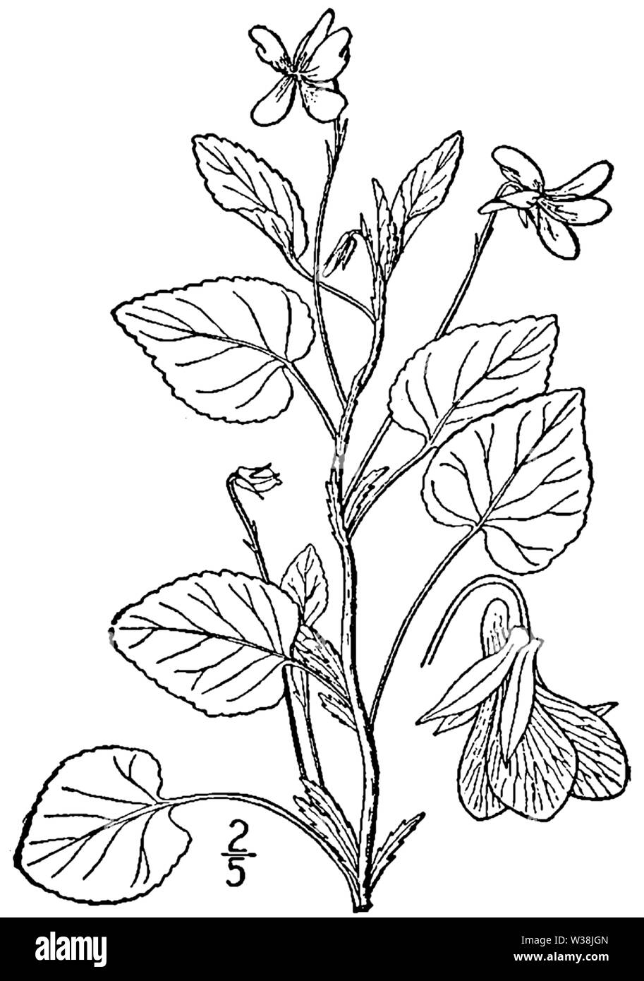Botanische Illustration von Viola striata aus dem Jahre 1913. Stockfoto
