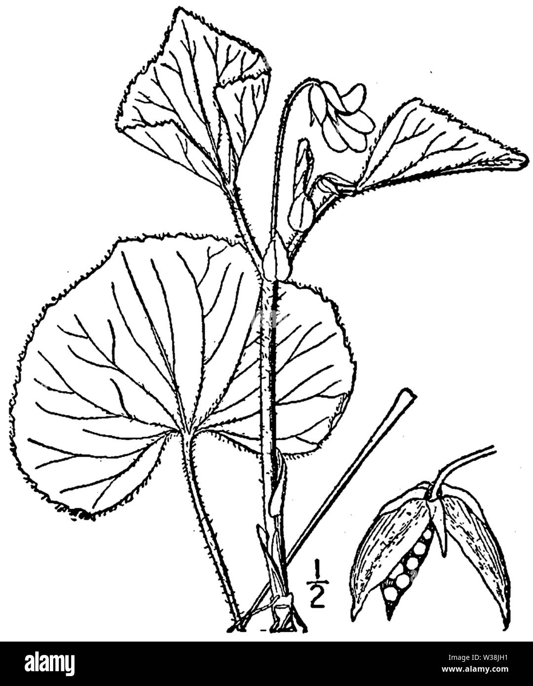 Botanische Illustration von Viola pubescens aus dem Jahre 1913. Stockfoto