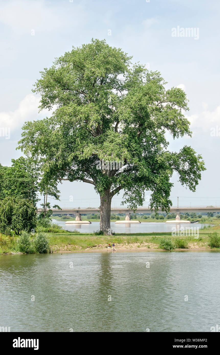 Iconic Pappel in den Auen des Flusses IJssel in der Nähe von Deventer, Niederlande, mit der S-Bahn Brücke im Hintergrund Stockfoto