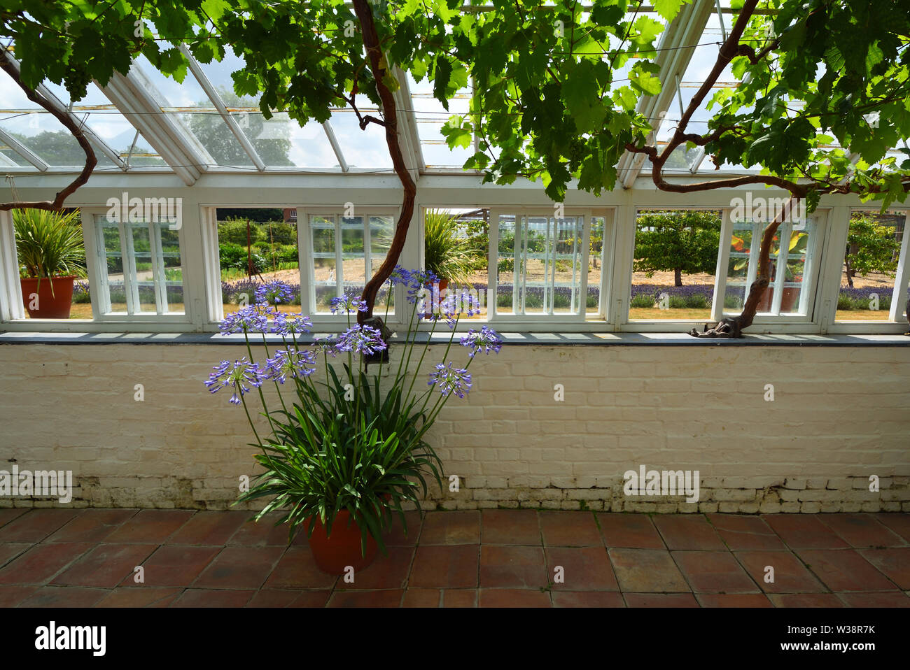 Historische restaurierte Gewächshaus Interieur mit Agapanthus und Weinreben und öffnen Sie Windows. Stockfoto