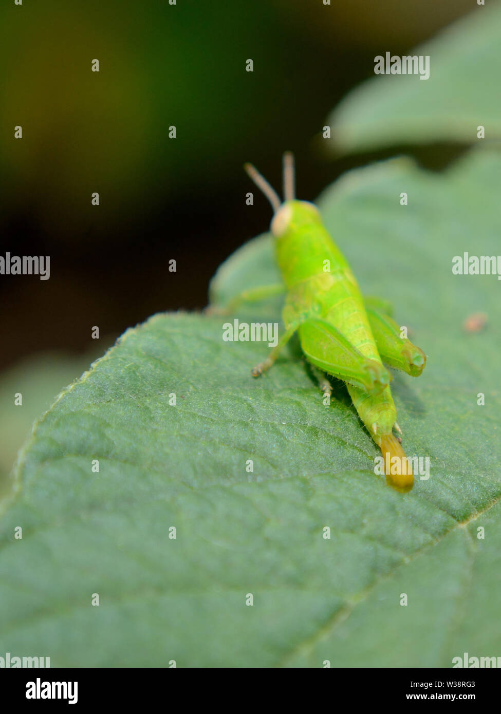 In der Nähe von Grün kurze - gehörnte Heuschrecken Stockfoto