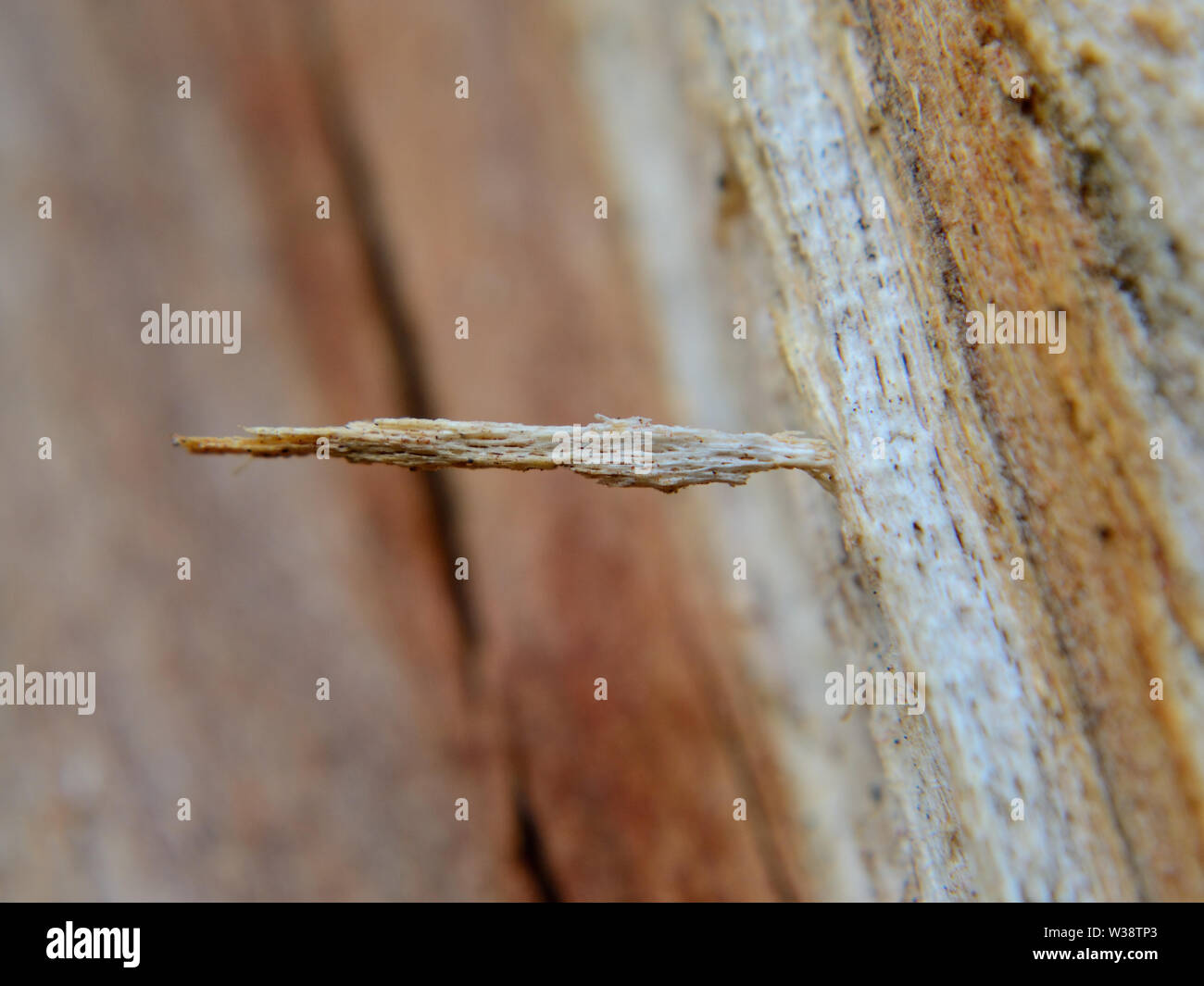 Nahaufnahme von Splittern von Holz. Hintergrund in Holz- struktur der Pflaumenbaum. Stockfoto