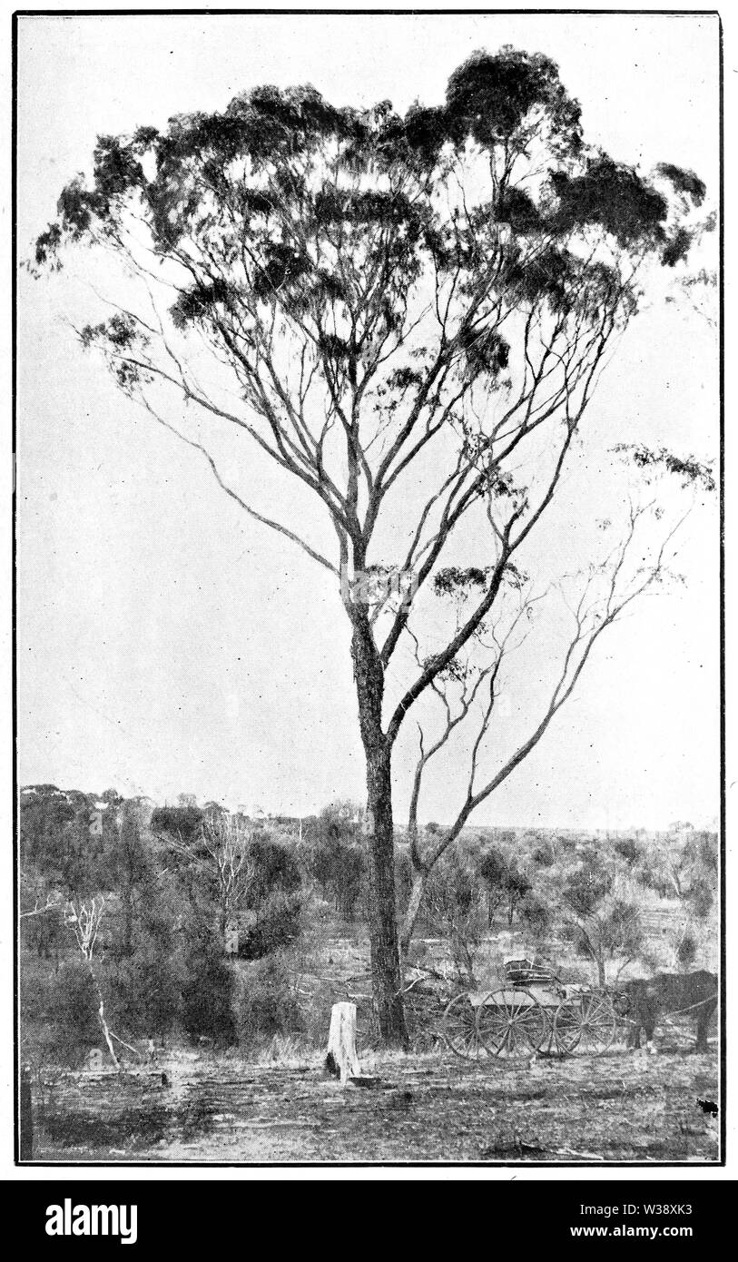 Yate in Primer der Forstwirtschaft Poole 1922 Stockfoto