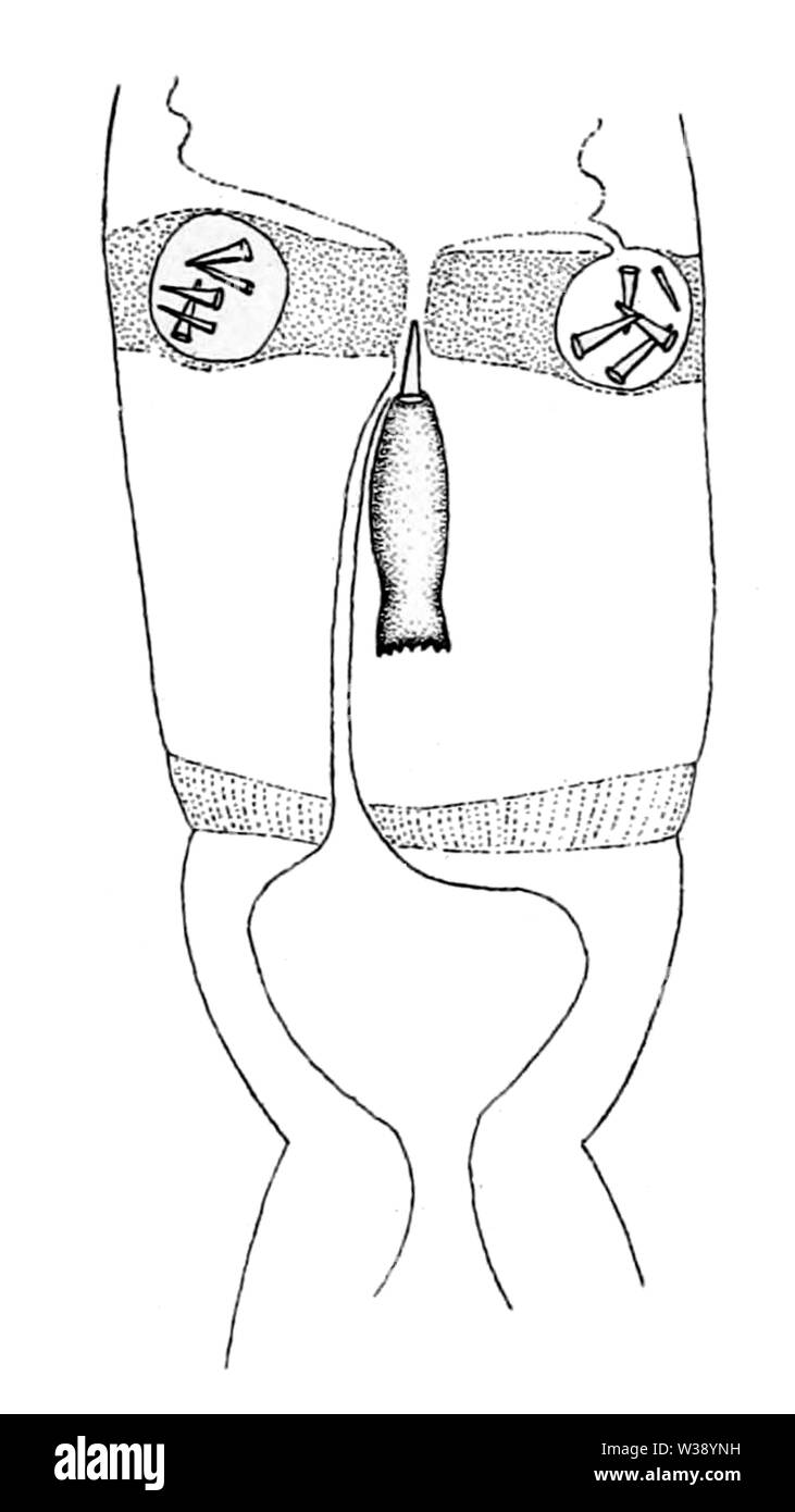 Zygonemertes thalassina Mandrin Apparate (von Coe, 1901) Stockfoto