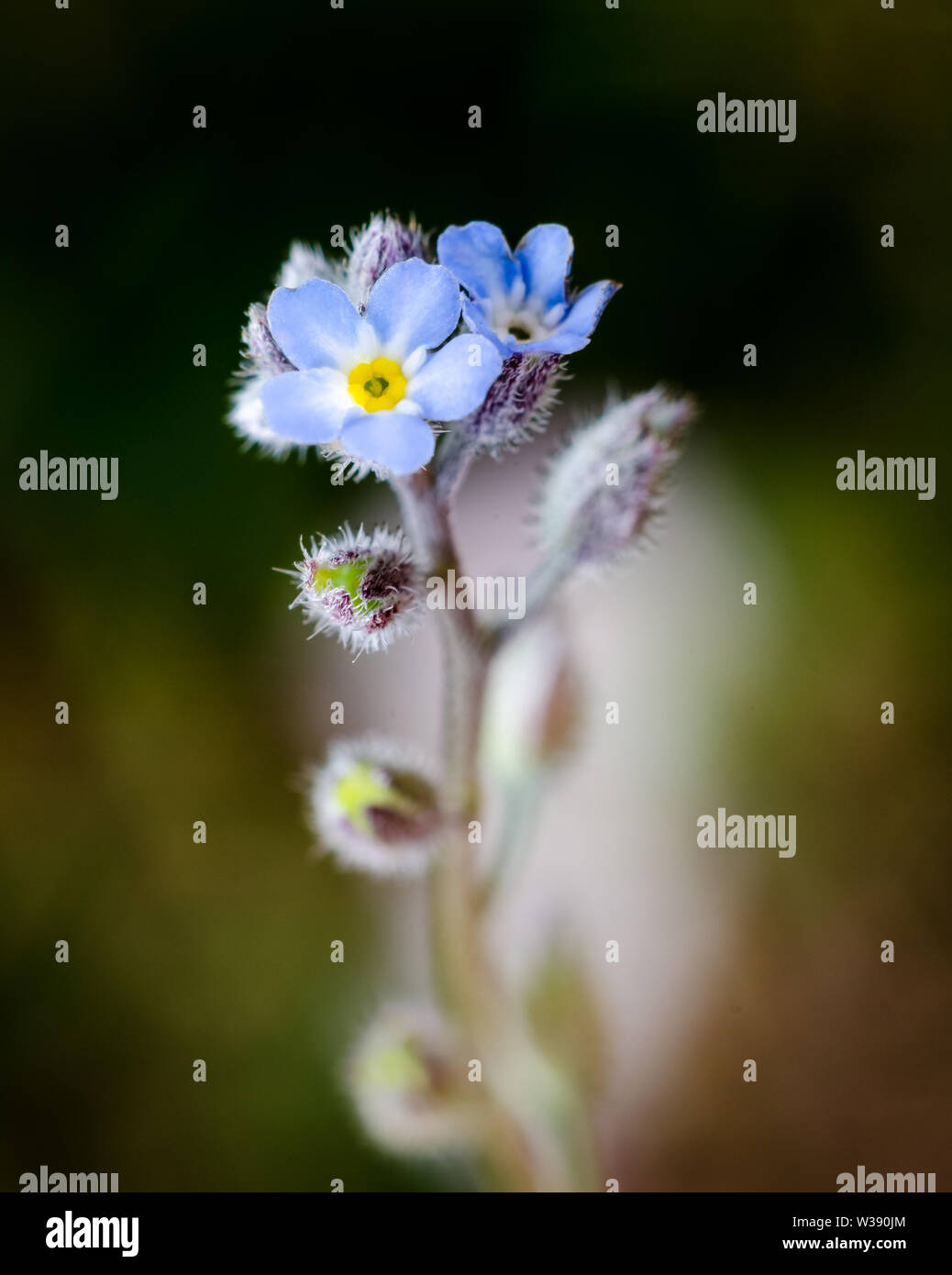 Myosotis scorpioides, Boraginaceae, close-up der blauen Vergissmeinnicht Blume Stockfoto