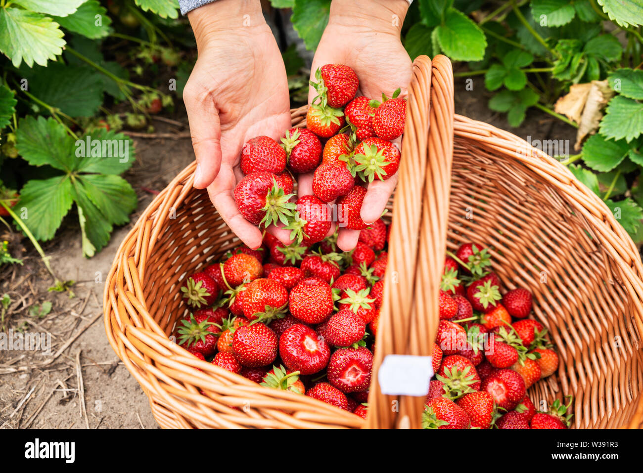 Frau Hände, frisch gepflückt Erdbeeren in den Warenkorb. Stockfoto