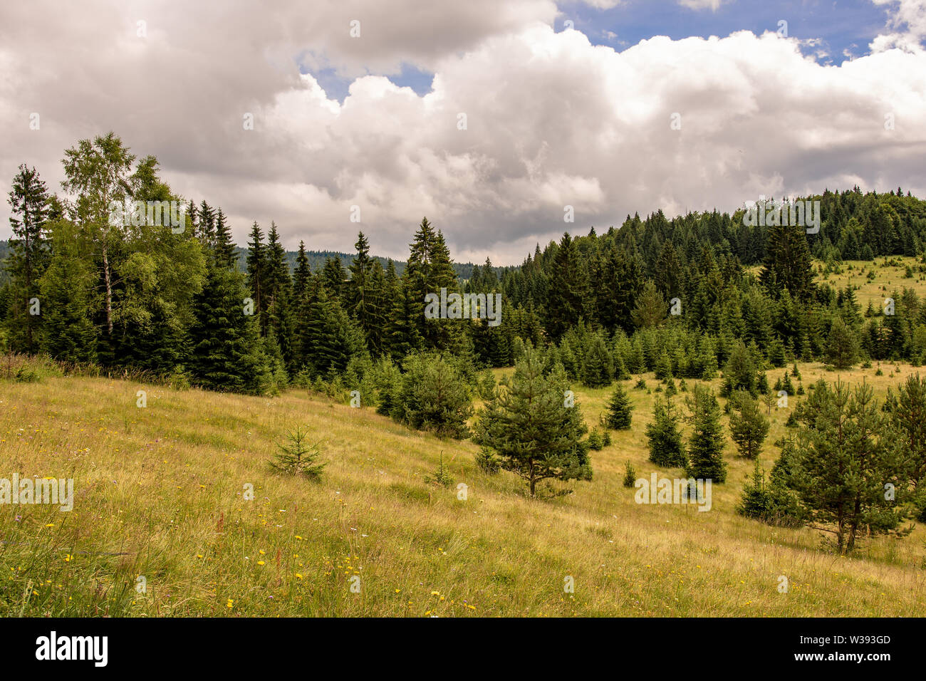 Wald Wald Landschaft. Pinien auf der grünen Wiese. Tara National Park. Stockfoto