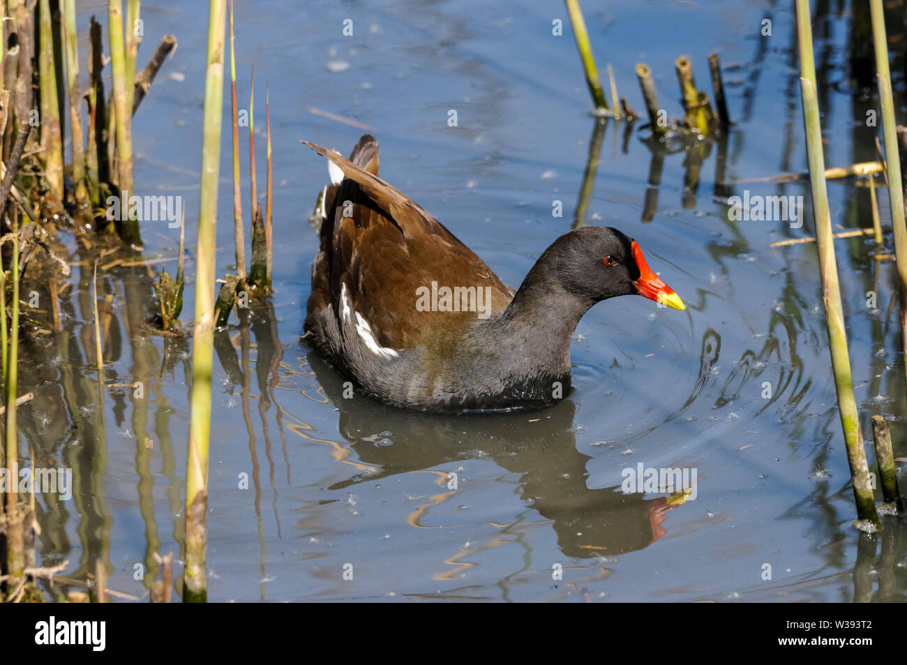 Gemeinsame sumpfhuhn Schwimmen in Schilf Stockfoto