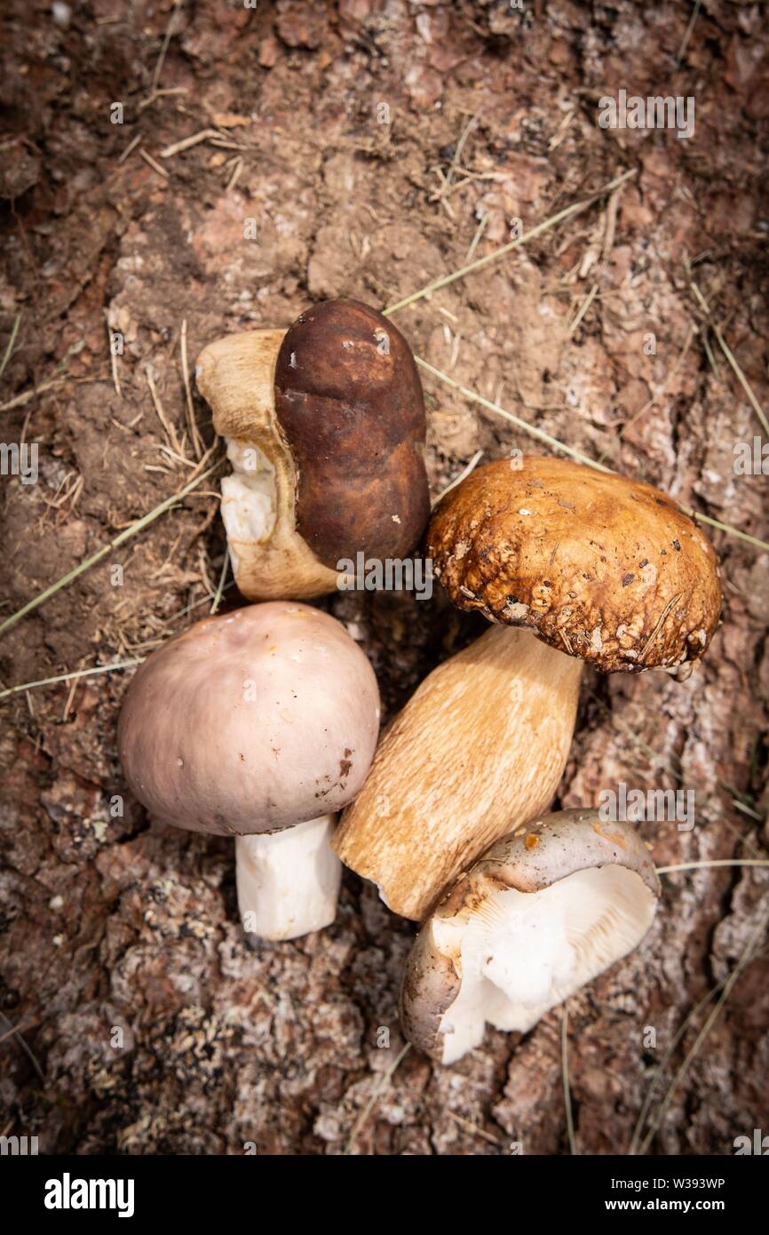 Essbare Pilze auf braune Rinde Hintergrund. Natur und gesunde Ernährung Konzept. Stockfoto