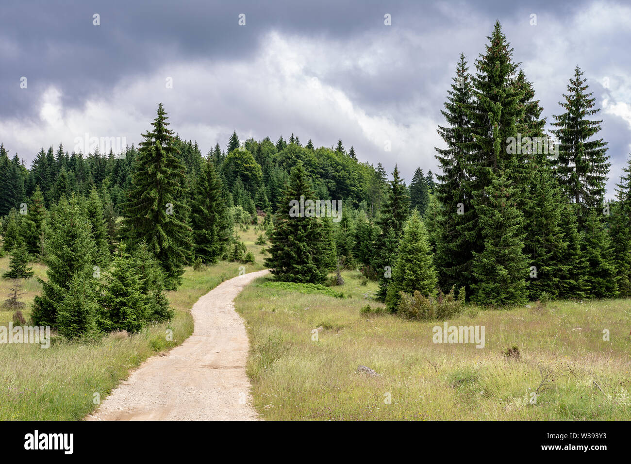 Pfad in der Natur. Tara National Park. Grünen Pinien Wald Landschaft. Stockfoto