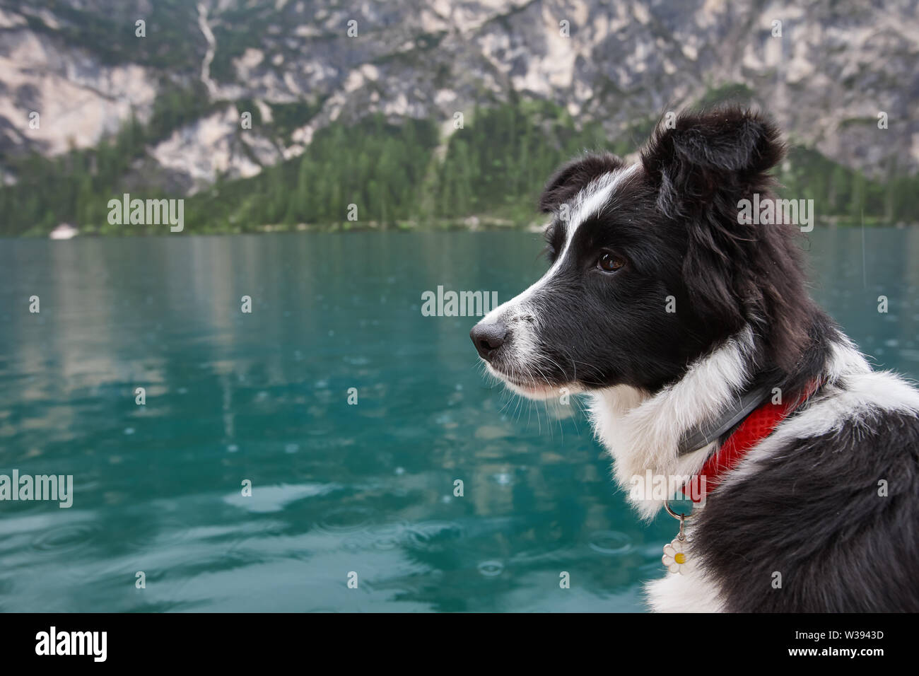 Junger Hund im Boot auf dem See Hintergrund Stockfoto