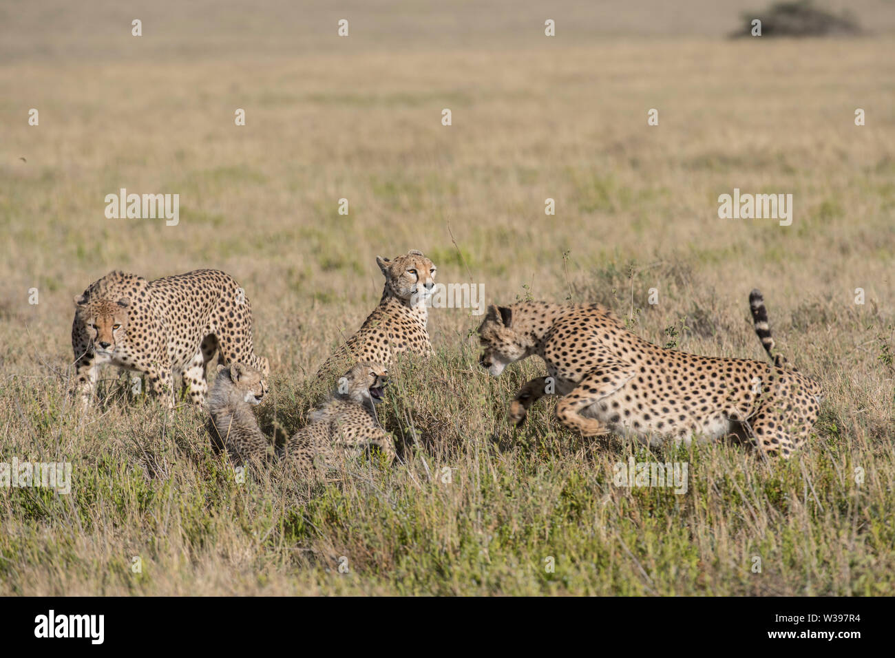 Männliche Geparden untersucht eine Mutter und Jungen, Serengeti National Park, Tansania - Es gibt eine Reihe von Bildern für diese Begegnung zur Verfügung. Stockfoto