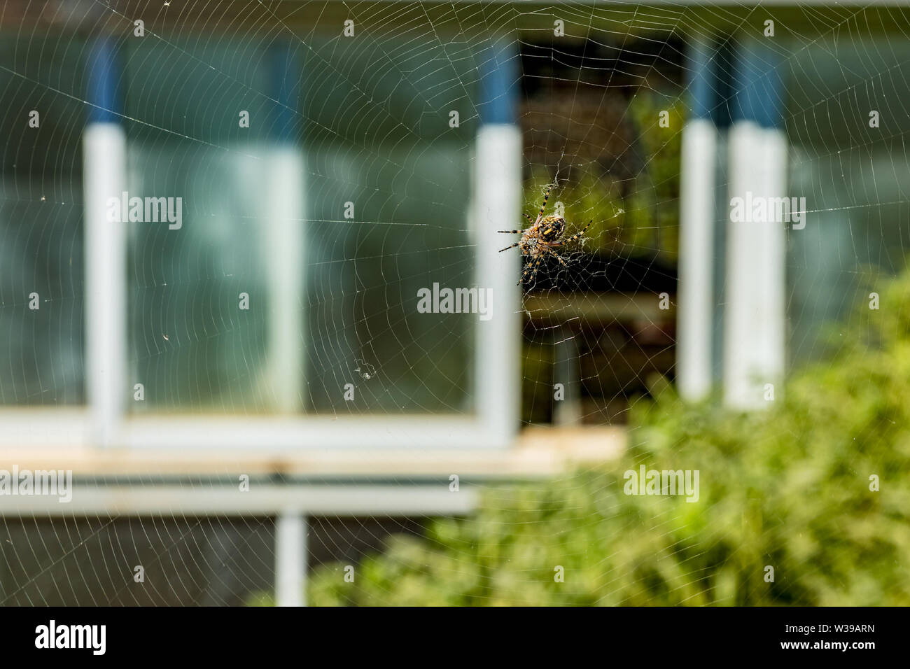 Trifasciata Argiope spider versteckte sich in der Mitte seines web Berge. Close Up, verschwommenes natürlichen Hintergrund. Teneriffa, Kanarische Inseln. Stockfoto