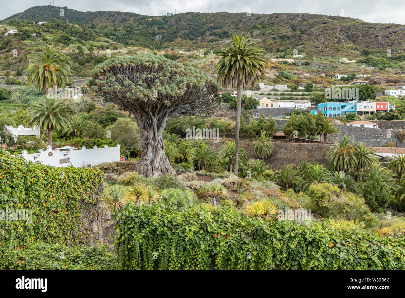 Blick auf den Botanischen Garten und den berühmten tausendjährige Baum Drago in Icod de los Vinos. Die älteste und größte Dracaena in der Welt. Teneriffa, Kanarische Inseln Stockfoto