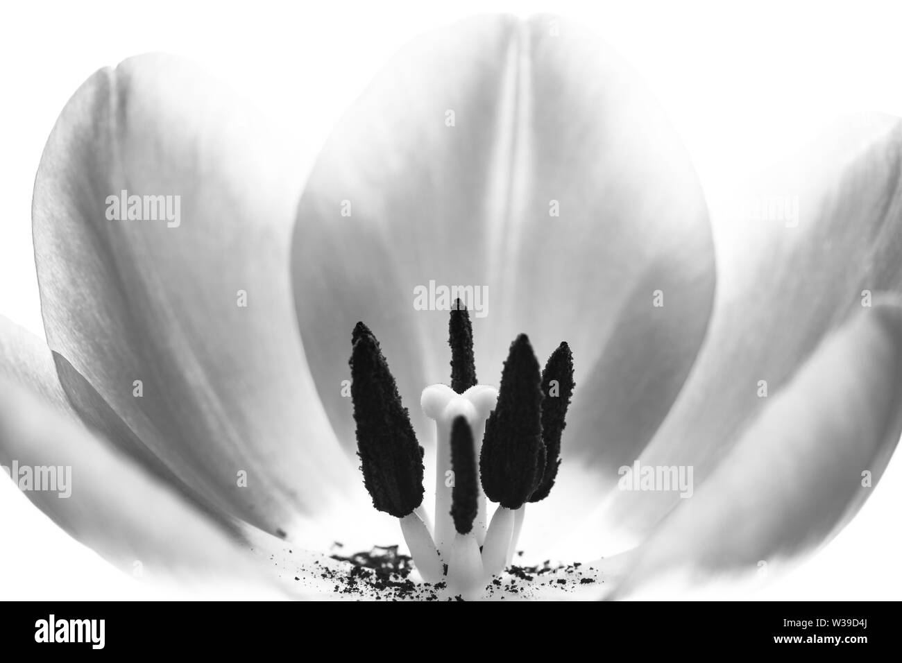 Tulpe Blume extreme Makro Nahaufnahme. Details tulip innere Blüte mit Stempel und Staubgefäße, Filament, Stigma, Blütenblätter sichtbar. Konzept empfindlichen Natur, Sp Stockfoto